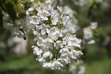 Fototapeta premium White fresh apple tree bud fertile blossom