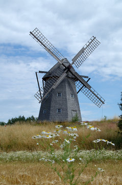 Beautiful windmill with daisy flowers in foreground. The swedish name of the mill is Riddareg&aring;rdens kvarn K&aring;llands&ouml;,