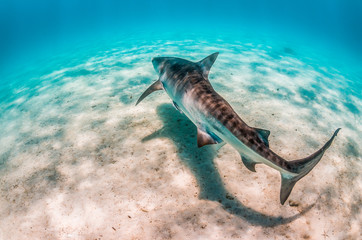 Tiger shark swimming over sandy sea bed