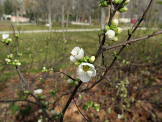 Flower buds in winter