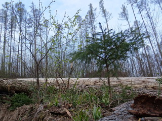 dead tree in the forest