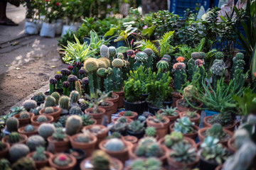 Different species of cactus are displayed in a local street shop in the morning. Textured background.