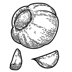 Set of illustration of garlic in engraving style. Design element for logo, label, emblem, sign, badge. Vector illustration