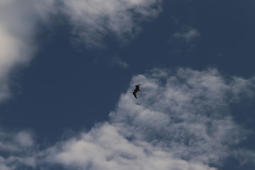 paysage  ville de Roda de barà mer et montagne 