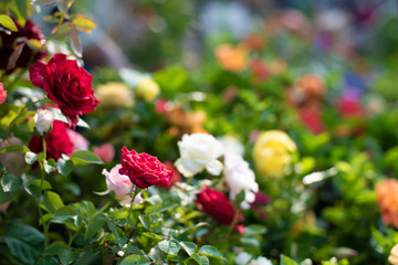 A bunch of vibrant colored flowers displayed in a market.