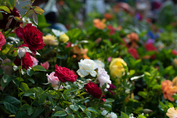 A bunch of vibrant colored flowers displayed in a market.