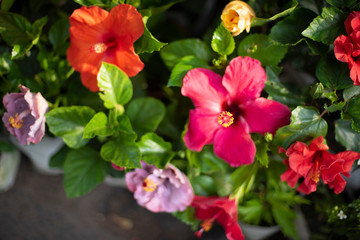 A bunch of vibrant colored flowers displayed in a market.
