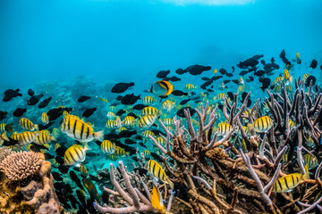 Colorful underwater reef scene with coral reef surrounded by tropical fish