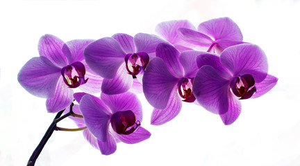 Fototapeta na wymiar Gorgeous purple stem of an orchid on a white background. Lilac phalaenopsis orchid flower on a white background for a card with copy space