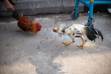 Indian Cocks are fighting themselves in street market in the morning.