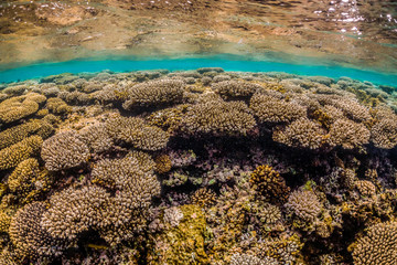 Colorful coral reef formations in crystal clear water