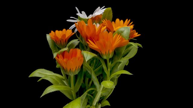 Timelapse of blooming flowers in bouquet of calendula on black background. 4K