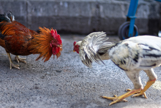 Indian Cocks are fighting themselves in street market in the morning.