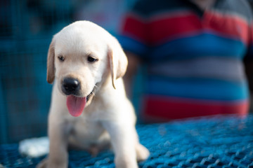 Cute Labrador puppy playing in a street shop in a pet market in Kolkata.