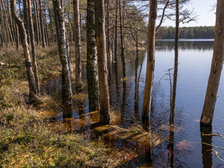 bog landscape with tree trunks in water