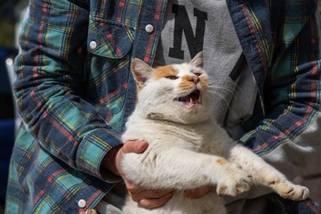 猫を持ち上げる