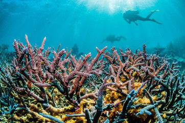 Scuba divers swimming over colorful pristine reef