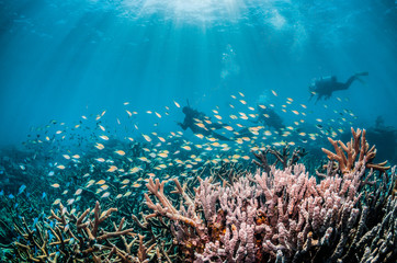 Naklejka na ściany i meble Scuba divers swimming over colorful pristine reef
