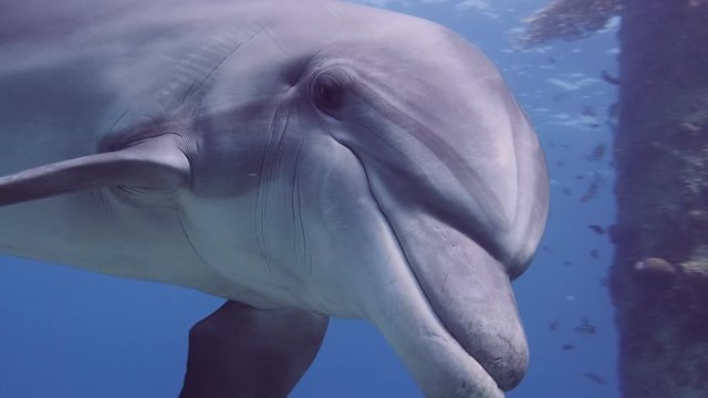Dolphins swimming in coral reef. 4k 60fps