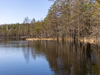 sunny spring morning landscape with swamp lake