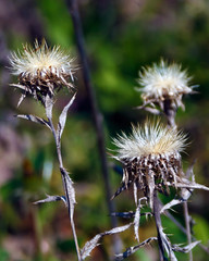 Dry field flowers on a meadow, in early spring, illuminated by the sun