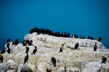 colony of black oystercatcher (haematopus bachmani) in Hermanus, South Africa