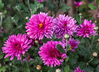 Obraz premium Bush of flowering pink small-flowered chrysanthemums in the summer garden