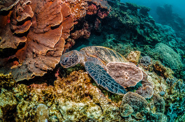 Green turtle swimming in the wild among colorful hard corals