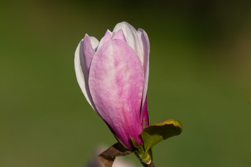 Obraz na płótnie Canvas Tulpen Magnolienblüte