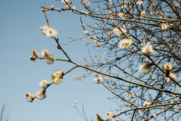 young tree, willow blossomed for easter