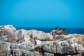 colony of black oystercatcher (haematopus bachmani) in Hermanus, South Africa