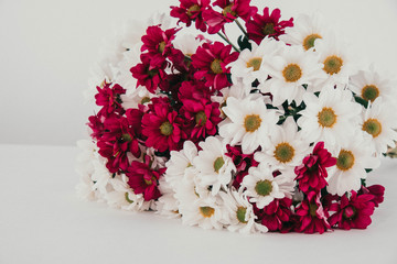 a large bouquet of red and white chrysanthemums, a gift for a girl