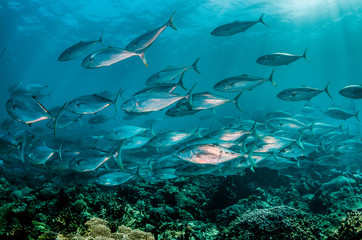 Schooling pelagic fish swimming together in clear blue water