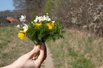 Fototapeta na wymiar wildflowers in a female hand on a field road