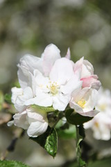  White fresh apple tree bud fertile blossom