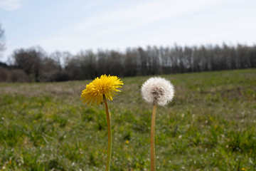 Naklejka premium young yellow and old white dandelion on a green field