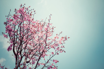 桜 咲き終わり 横