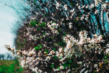 fruit tree blossomed with white flowers