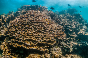 Colorful coral reef formations in crystal clear water