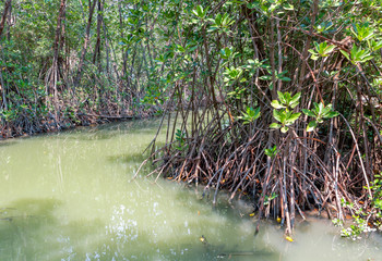 Mangrove trees are planted coastline. Mangrove trees are trees that are grown as food sources of coastal sea creatures of some kind, and the wave wind.