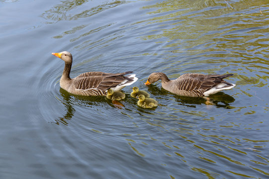 Graugans Familie mit 3 K&uuml;ken beim Schwimmunterricht
