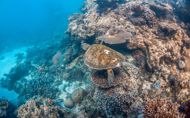 Green turtle swimming in the wild among colorful hard corals