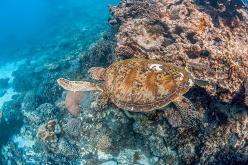 Green turtle swimming in the wild among colorful hard corals