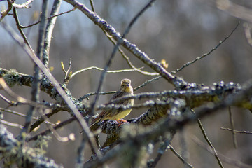 Yellowhammer