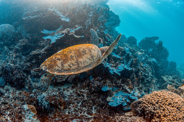 Fototapeta na wymiar Green turtle swimming in the wild among colorful hard corals