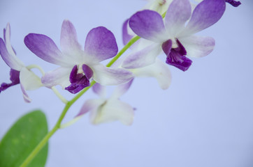 Fototapeta na wymiar Beautiful flowers of dendrobium orchid