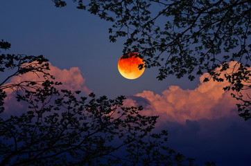 Black branches and leaves with blood moon