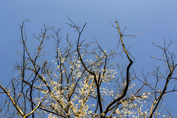 Blooming cherry tree branches with white blossoms interlacing with leafless dark branches of another tree against bright clear blue sky. Spring mood. A spring greeting card with copy space.