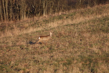 Roe deer
