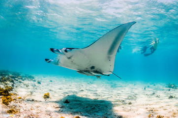 Manta ray swimming in the wild in shallow blue water, with snorkelers swimming and observing from the surface